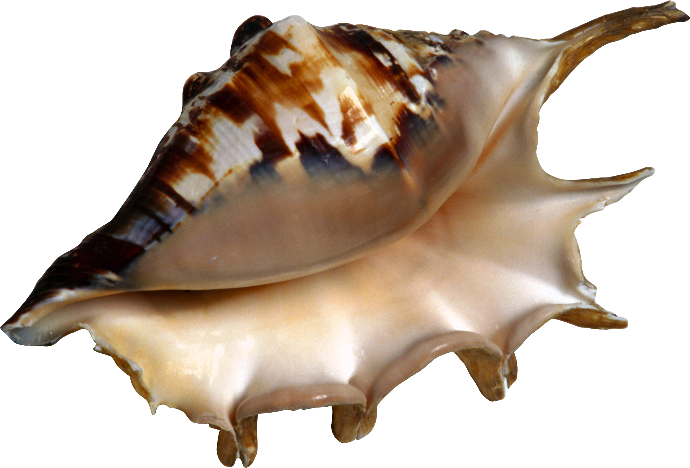 Conch Shell transparan gambars