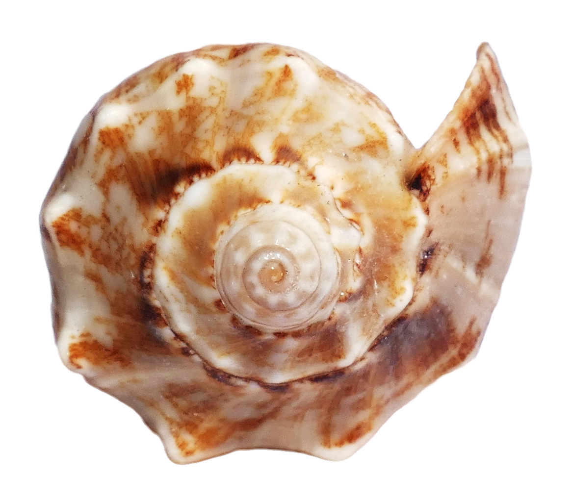 Conch Shell Transparent PNG
