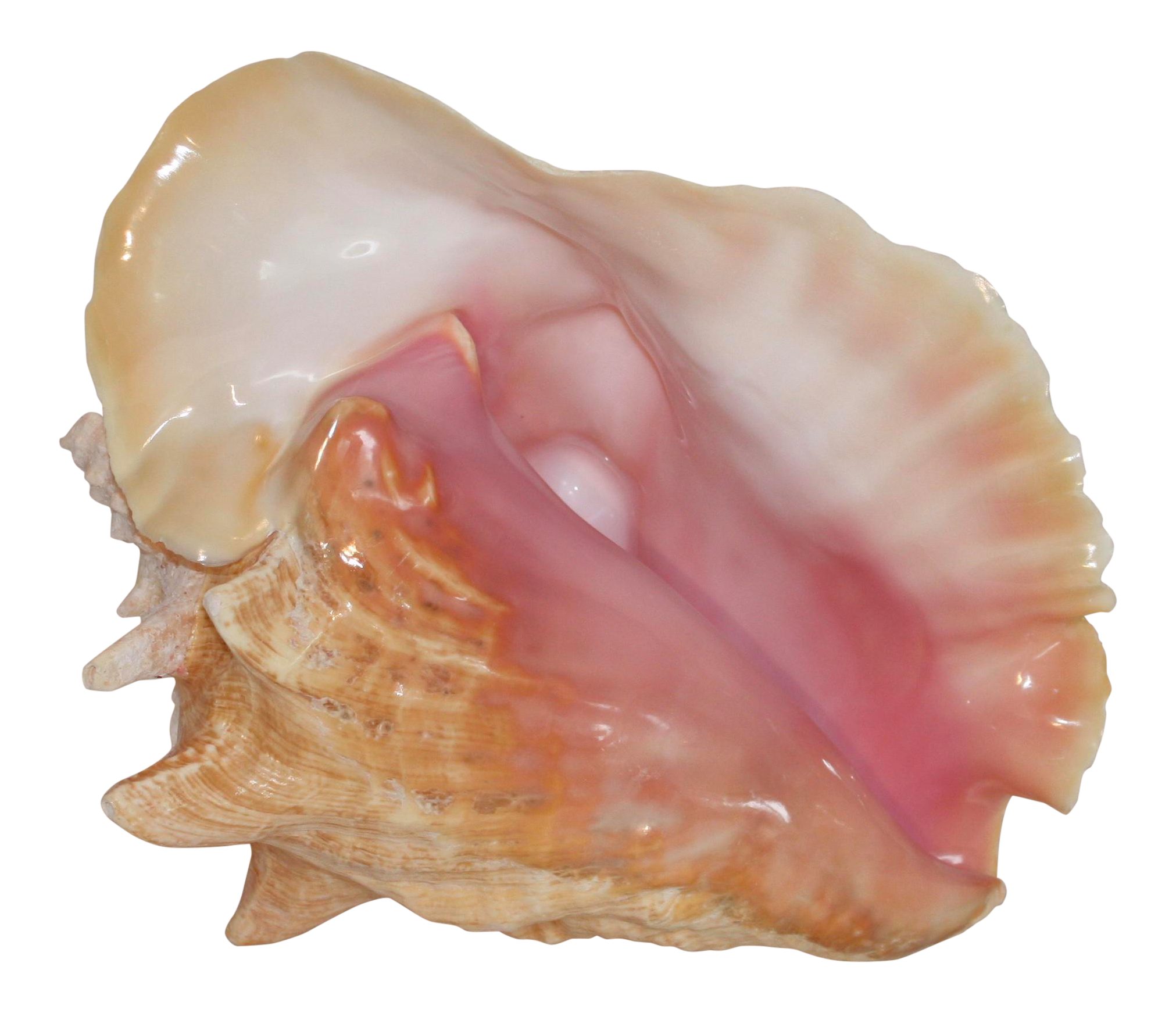 Imagen transparente Conch