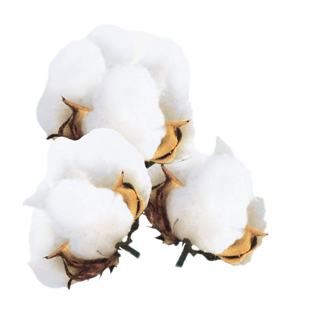 Cotton Background PNG