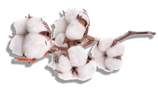 Cotton Download Free PNG