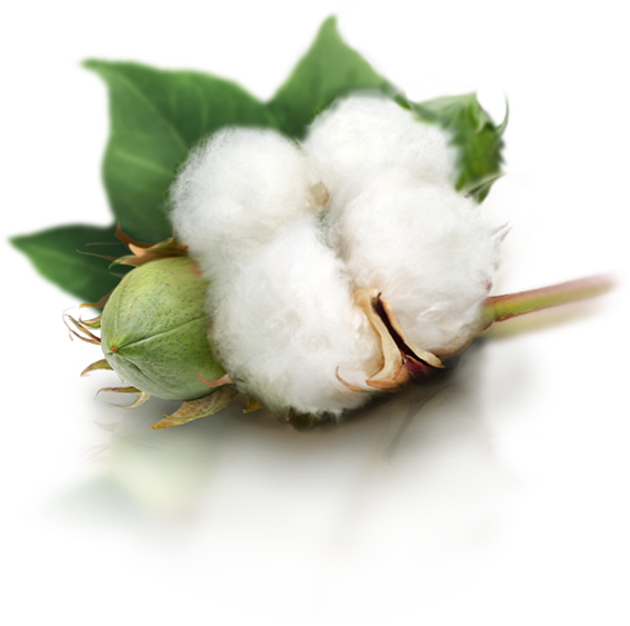 Cotton Free PNG