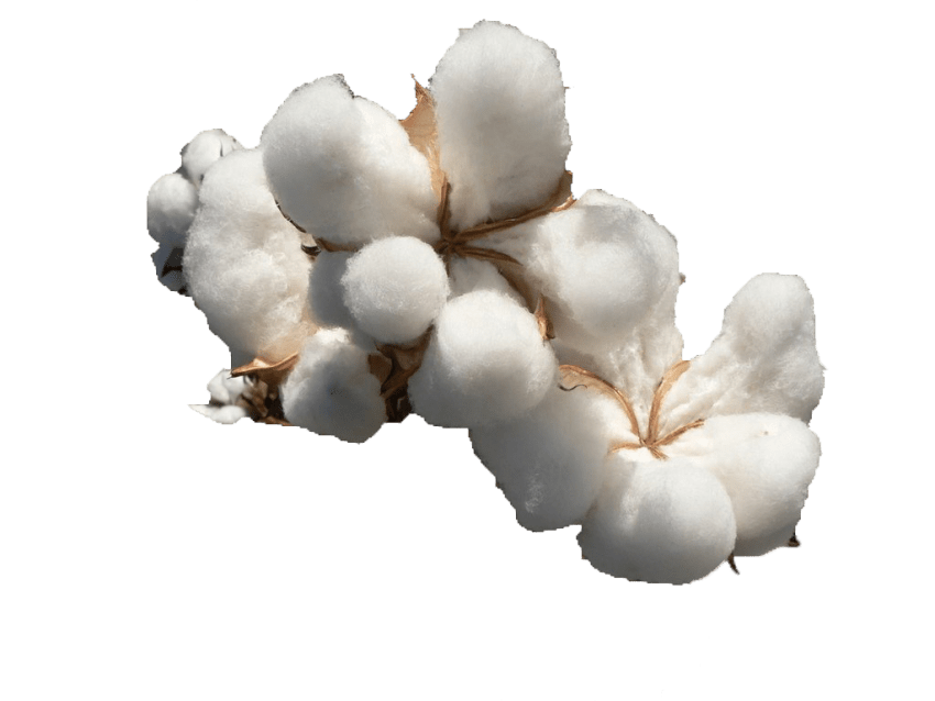 Cotton PNG Free File Download