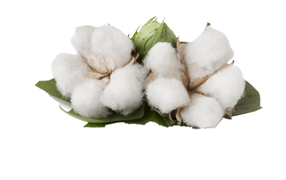 Cotton PNG HD Quality