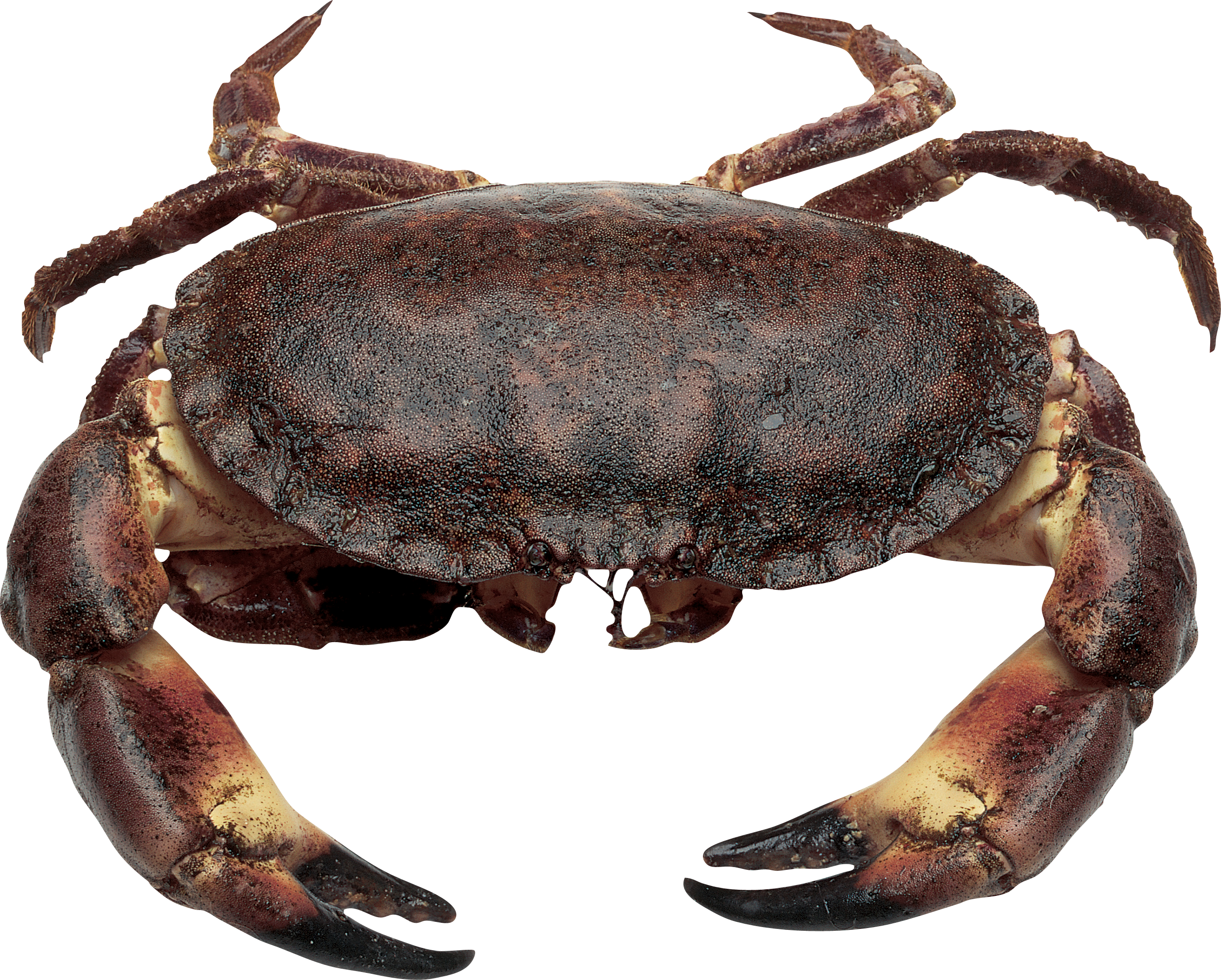 Crabe Fond PNG Image