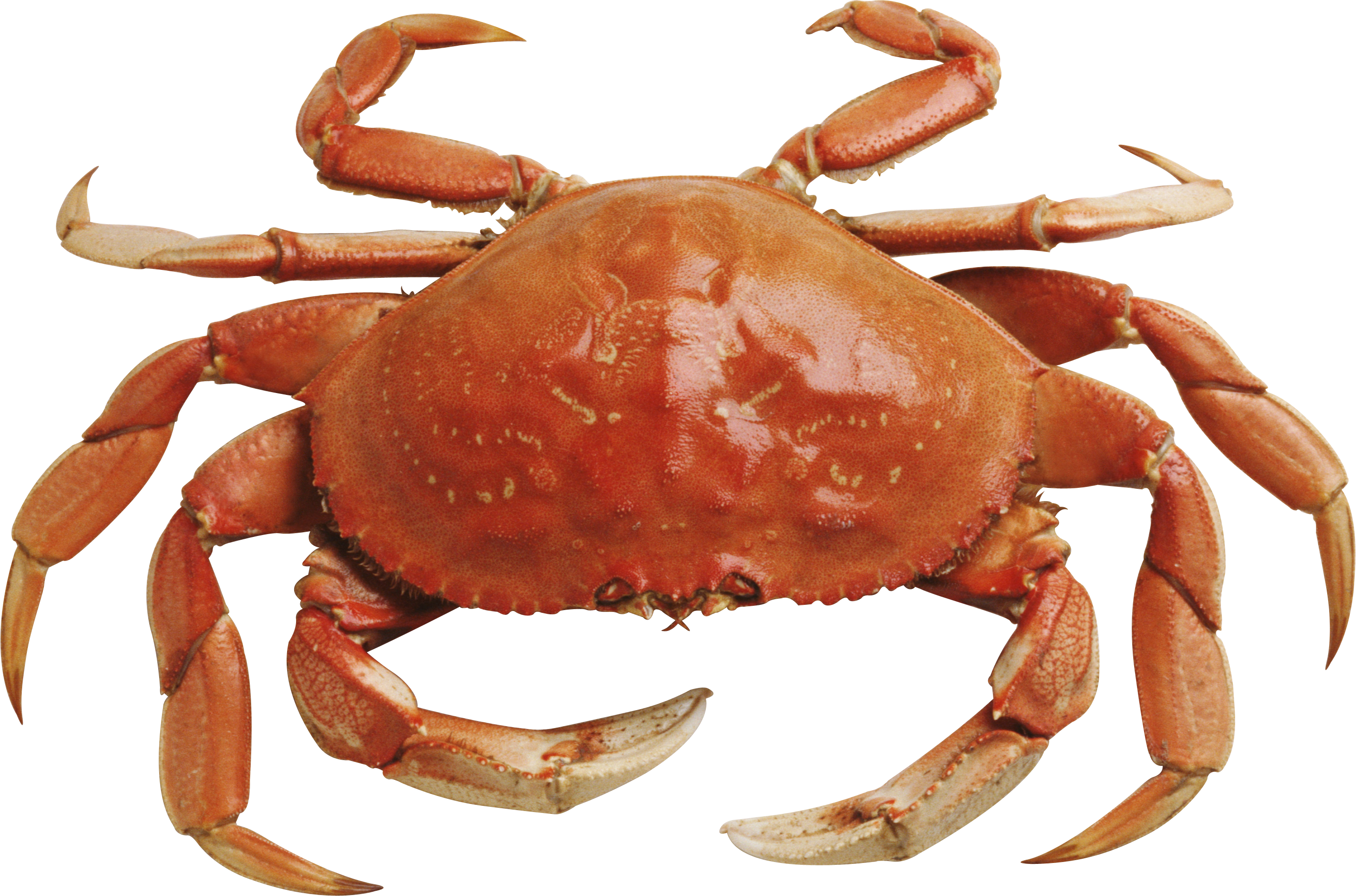 Crabe PNG Fond De Fichier