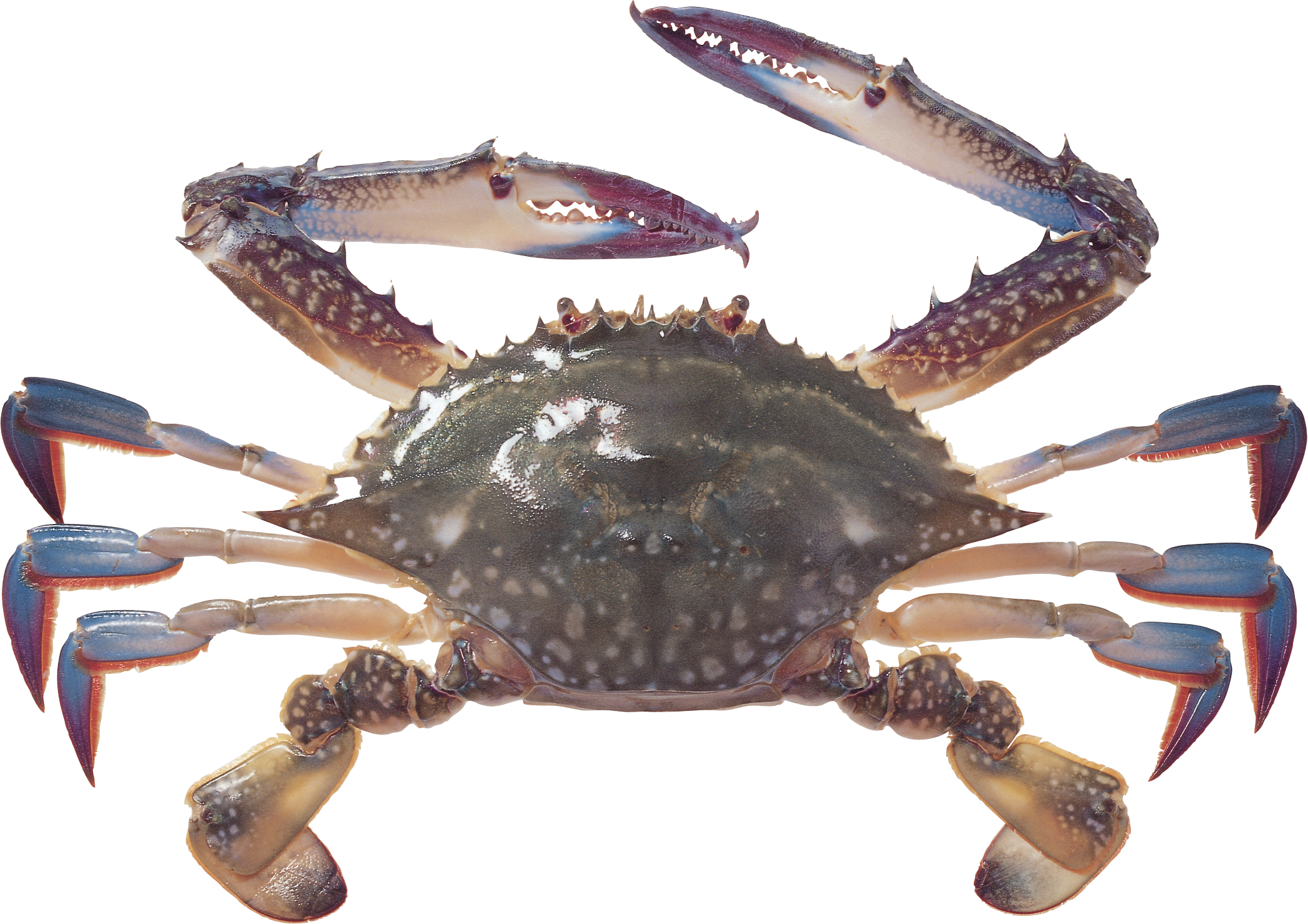 Crabe PNG Fond Image