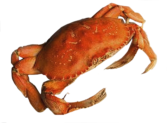 Crabe Transparentes Gratuit PNG