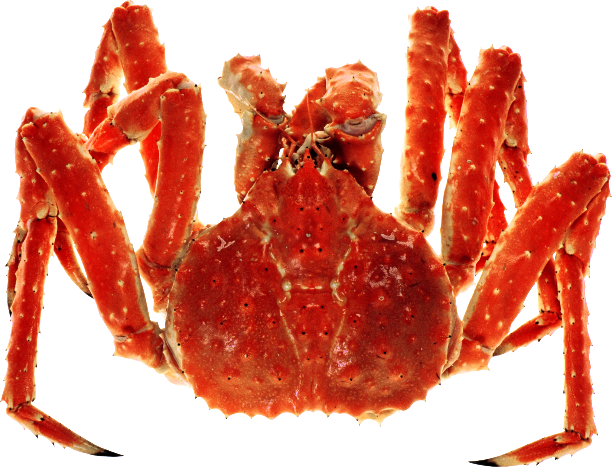 Crabe Transparentes PNG