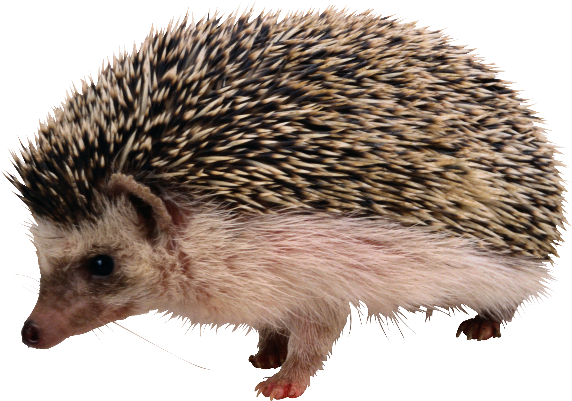 Cute Hedgehog พื้นหลังภาพ Png