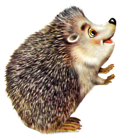Cute พื้นหลังภาพตัดปะ Png Hedgehog