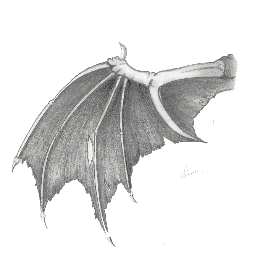Dragon ภาพที่โปร่งใสของปีกs