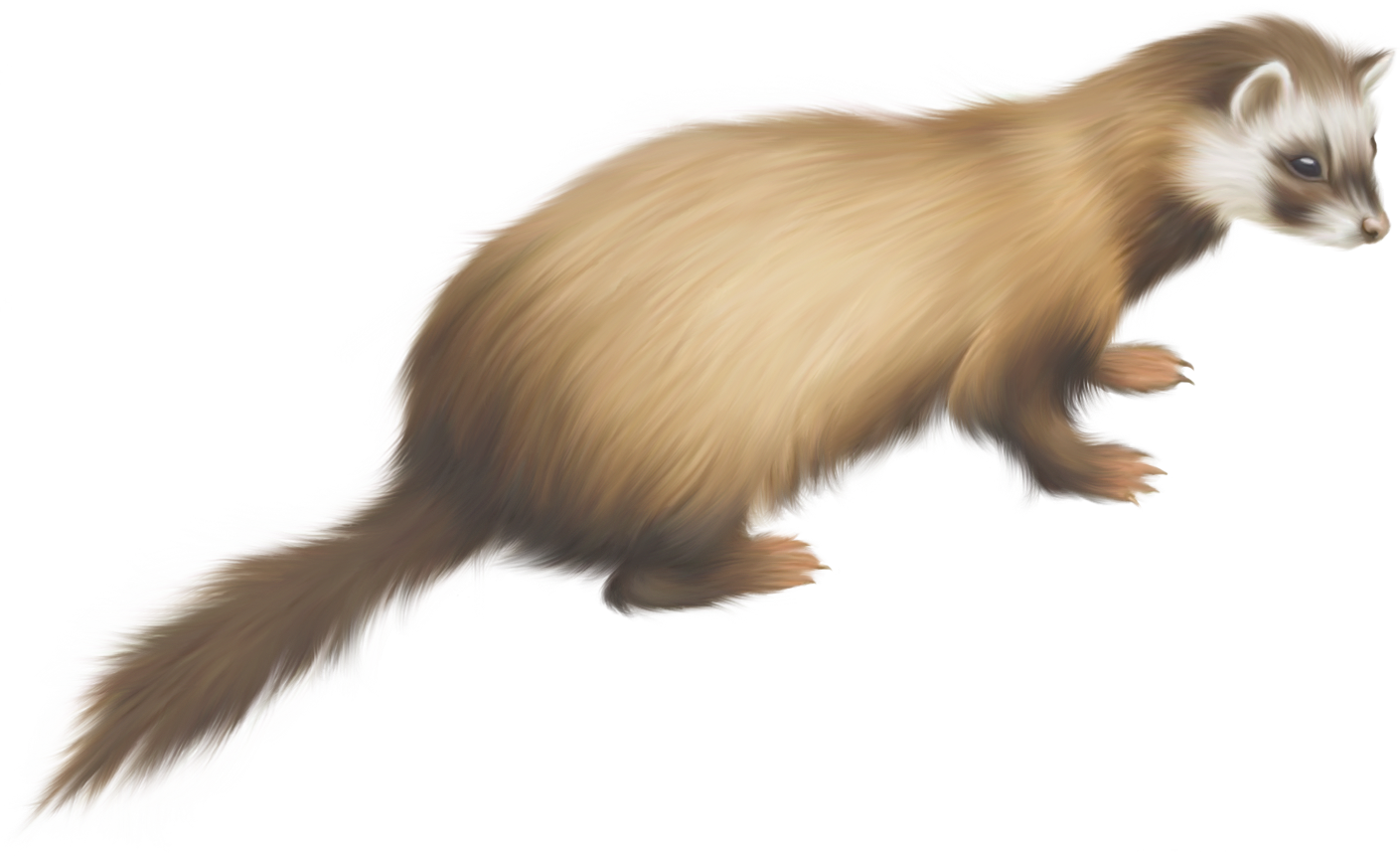 Ferret PNG Background