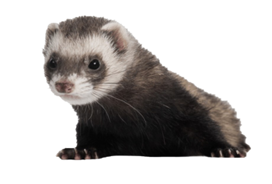 Ferret PNG Clipart Background