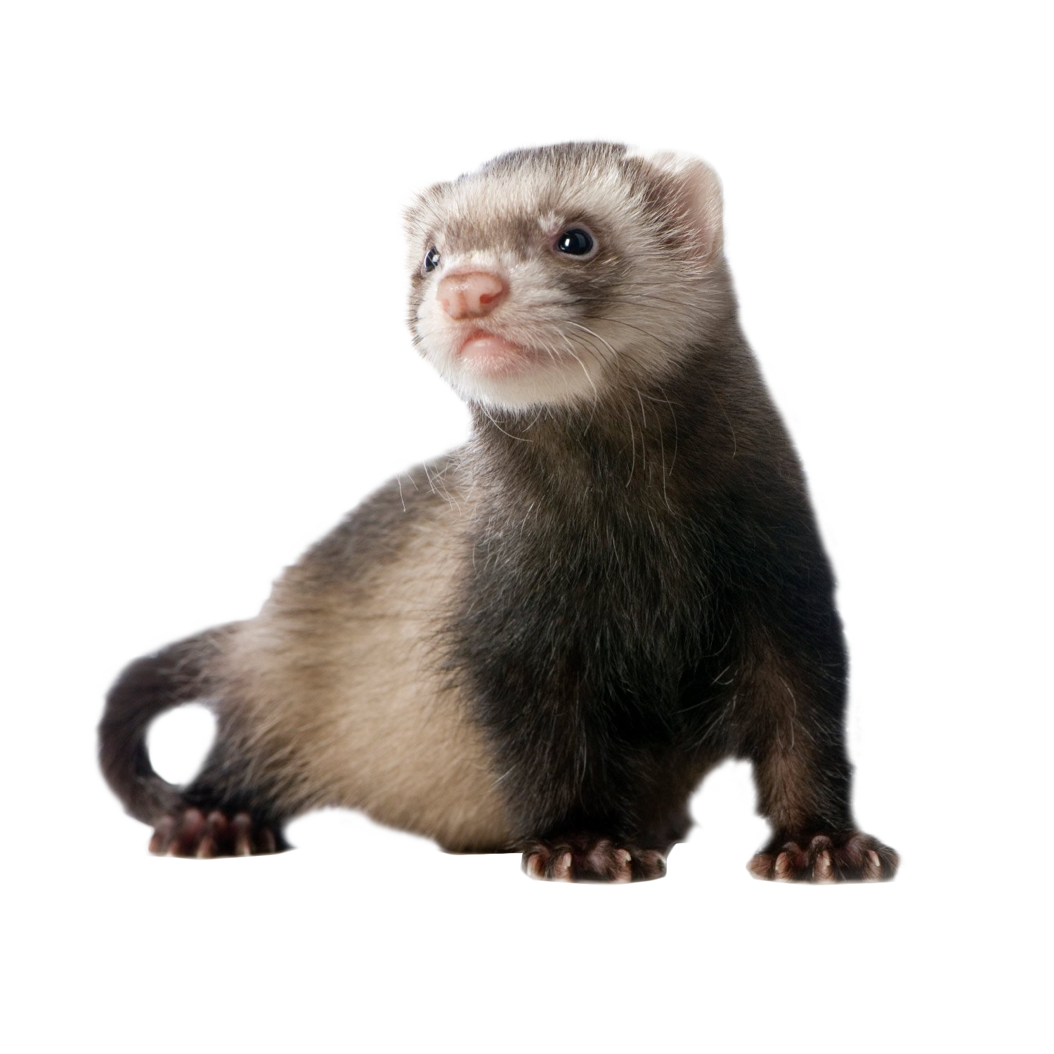 Ferret PNG Pic Background