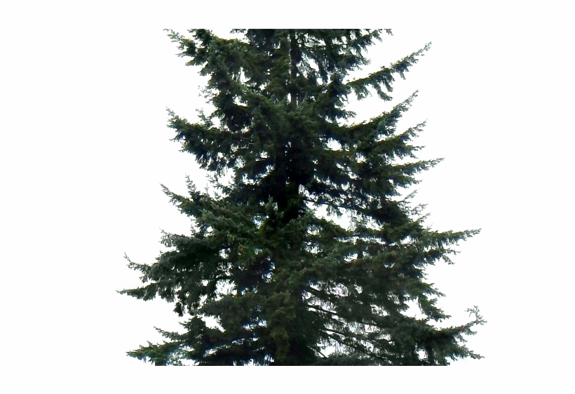 Fir-Tree Background PNG Image
