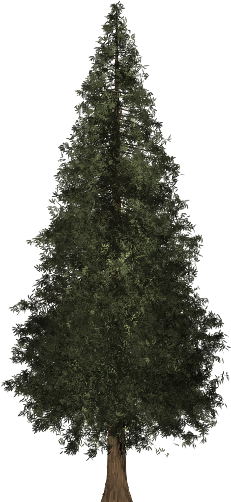 Fir-Tree Background PNG