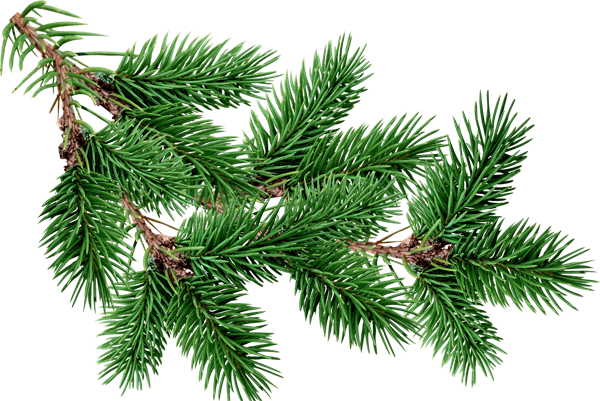 Fir-Tree PNG Clipart Background