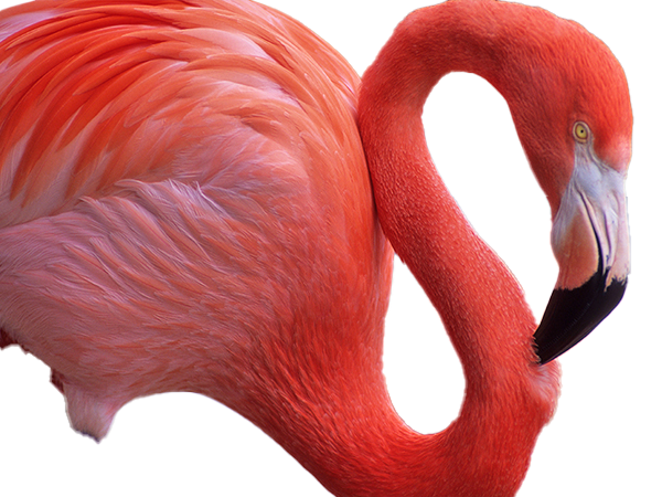 Flamingo Background PNG