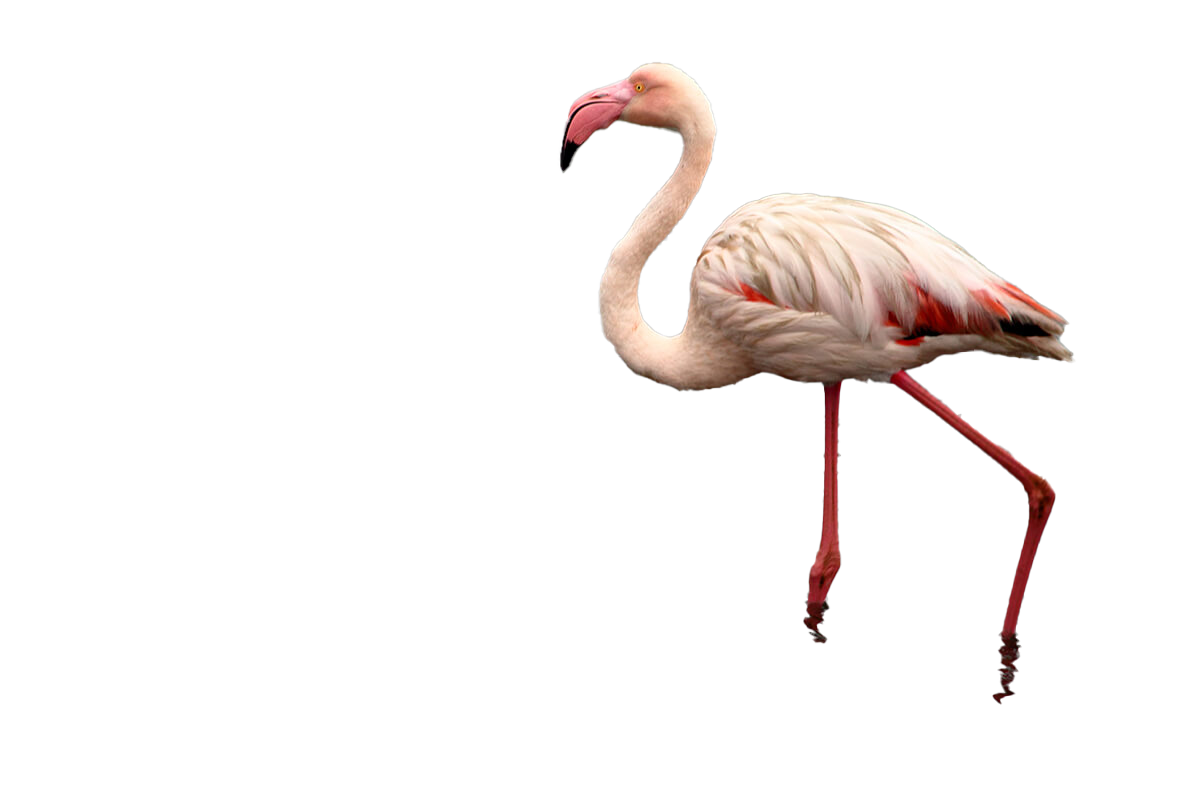 Flamingo خالية من بابوا نيو غينيا