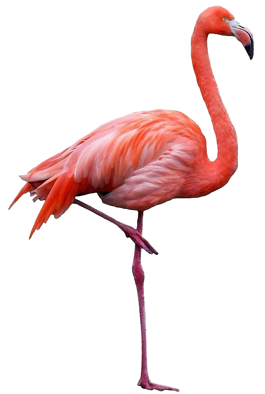 Flamingo No Background