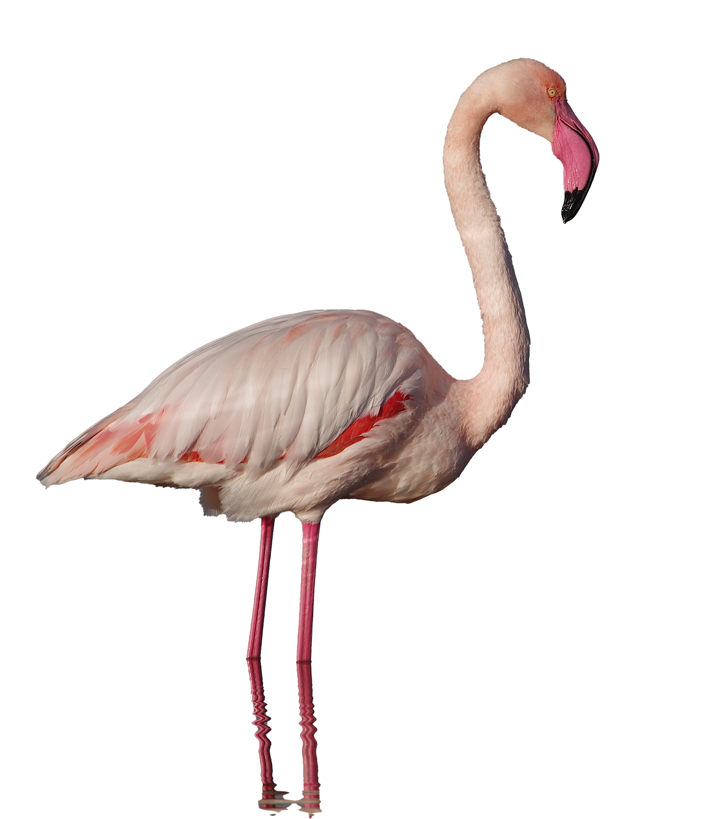Flamingo PNG Background