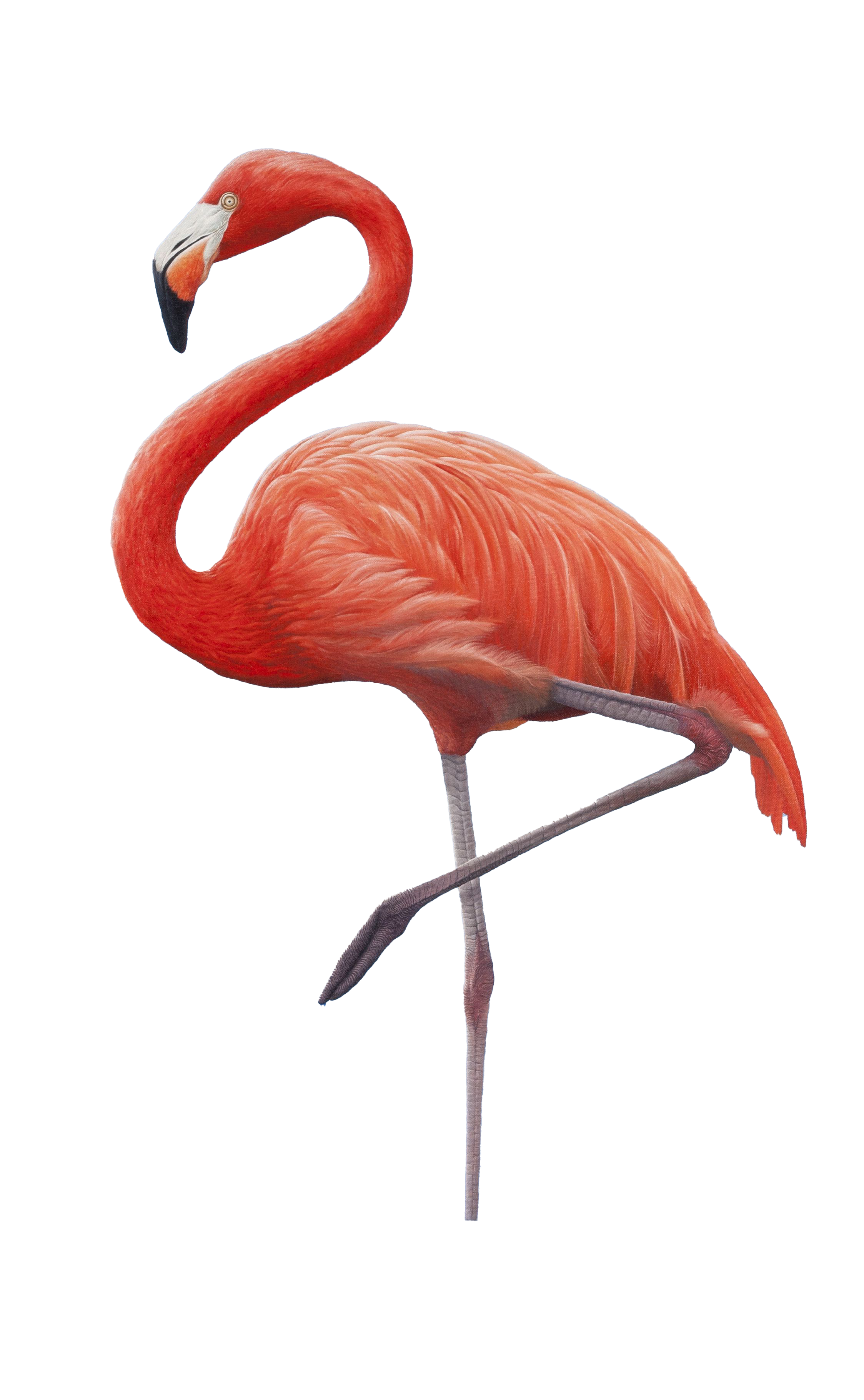 Flamingo PNG مجانا تحميل ملف