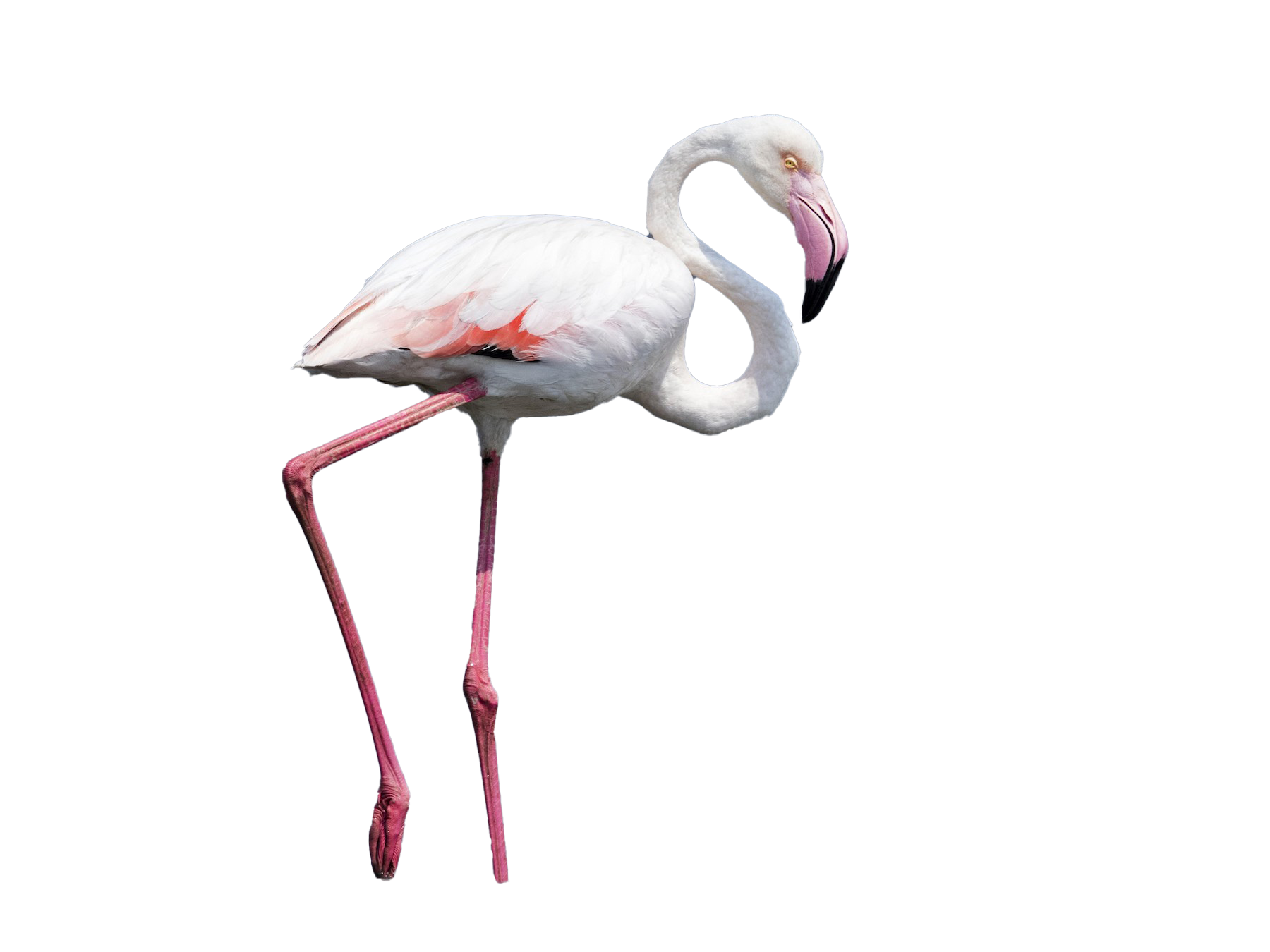 Flamingo PNG HD Quality
