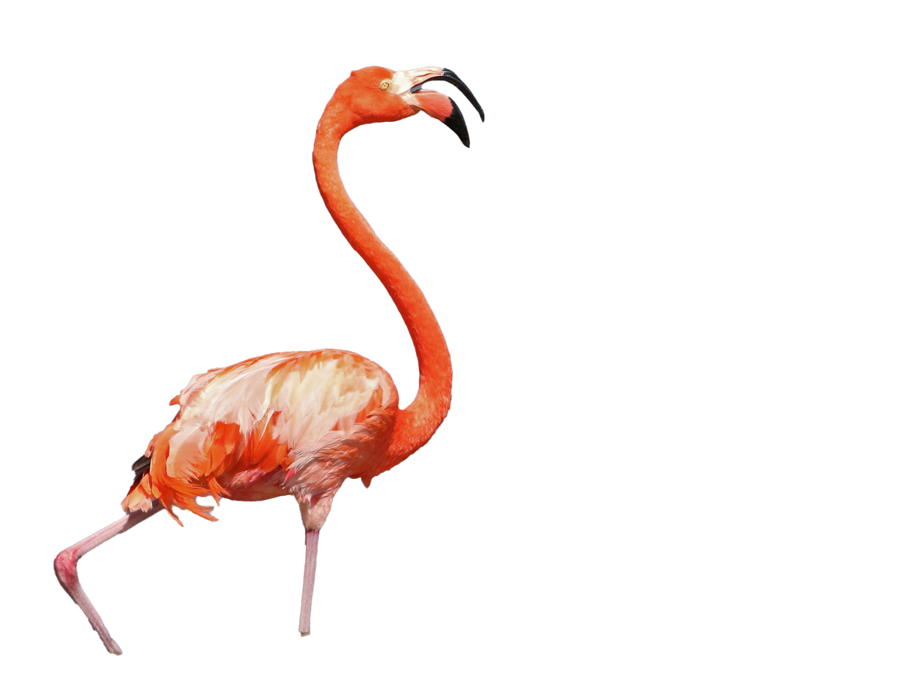 Flamingo transparante achtergrond
