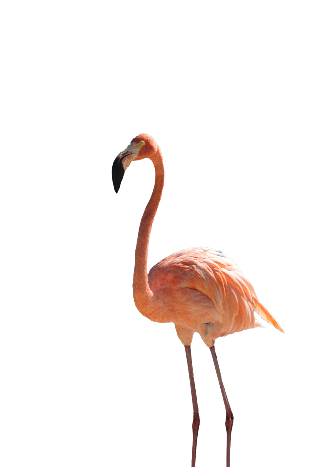Flamingo Transparent File