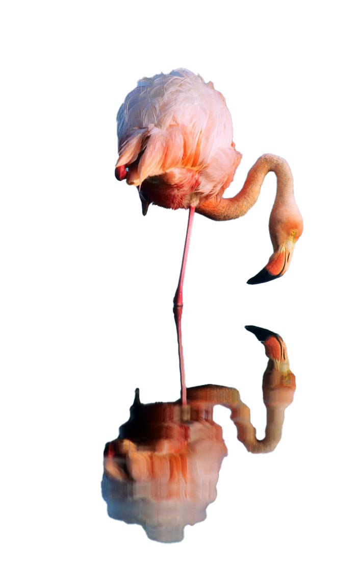 Flamingo Transparent Free PNG