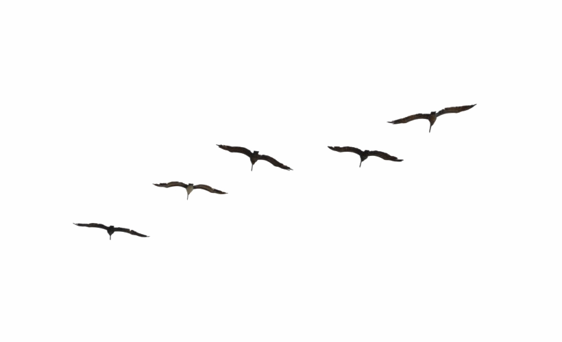 Flock Of Bird Imagen PNG de fondo