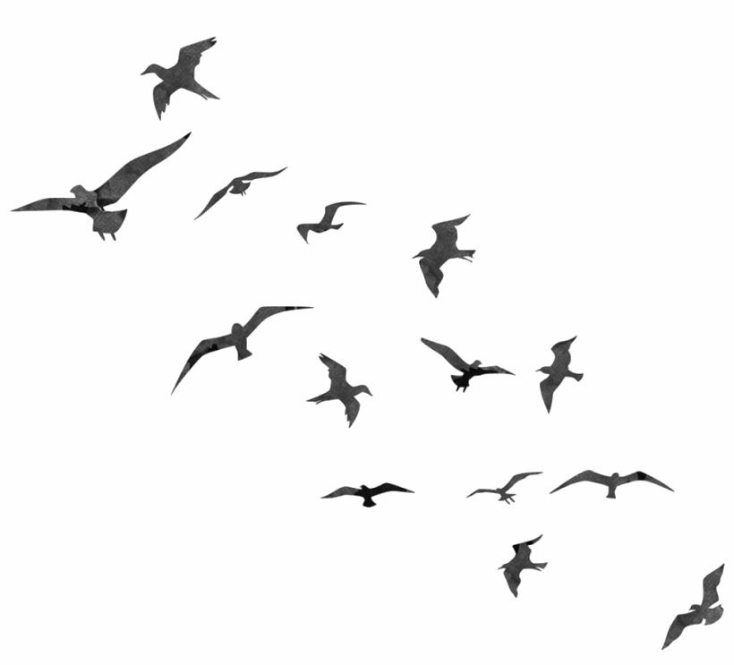 Flock Of Latar belakang burung PNG Clipart
