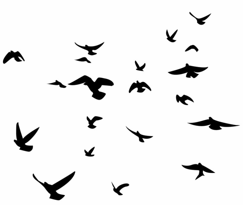 Flock Of Bird PNG HD kualitas