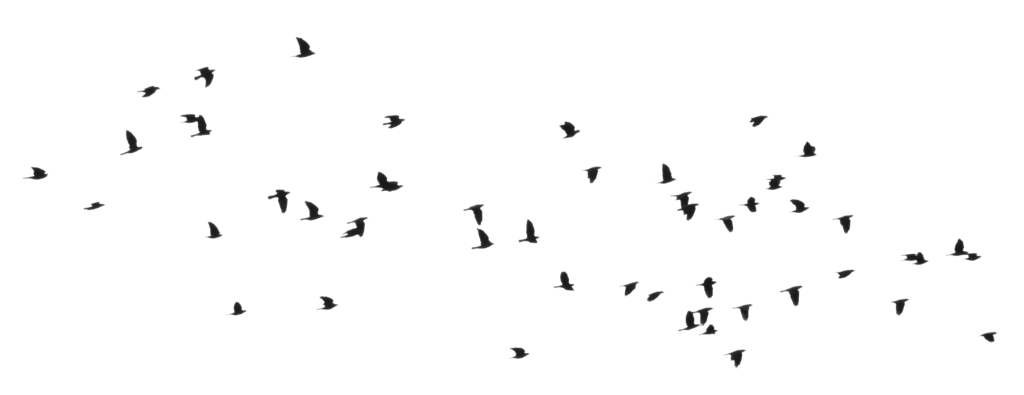 Flock of Bird PNG images HD