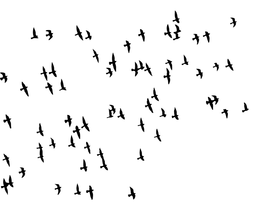 Flock of Bird PNG Pic Background