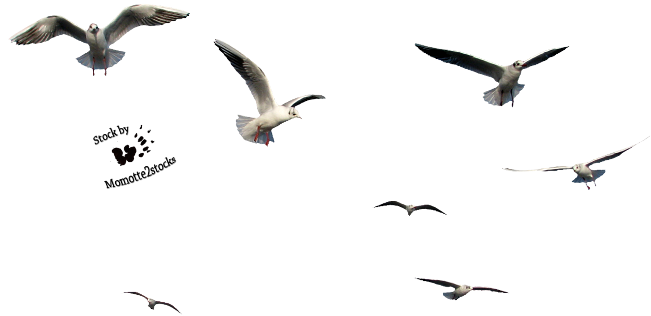 Flock of File Burung Transparan