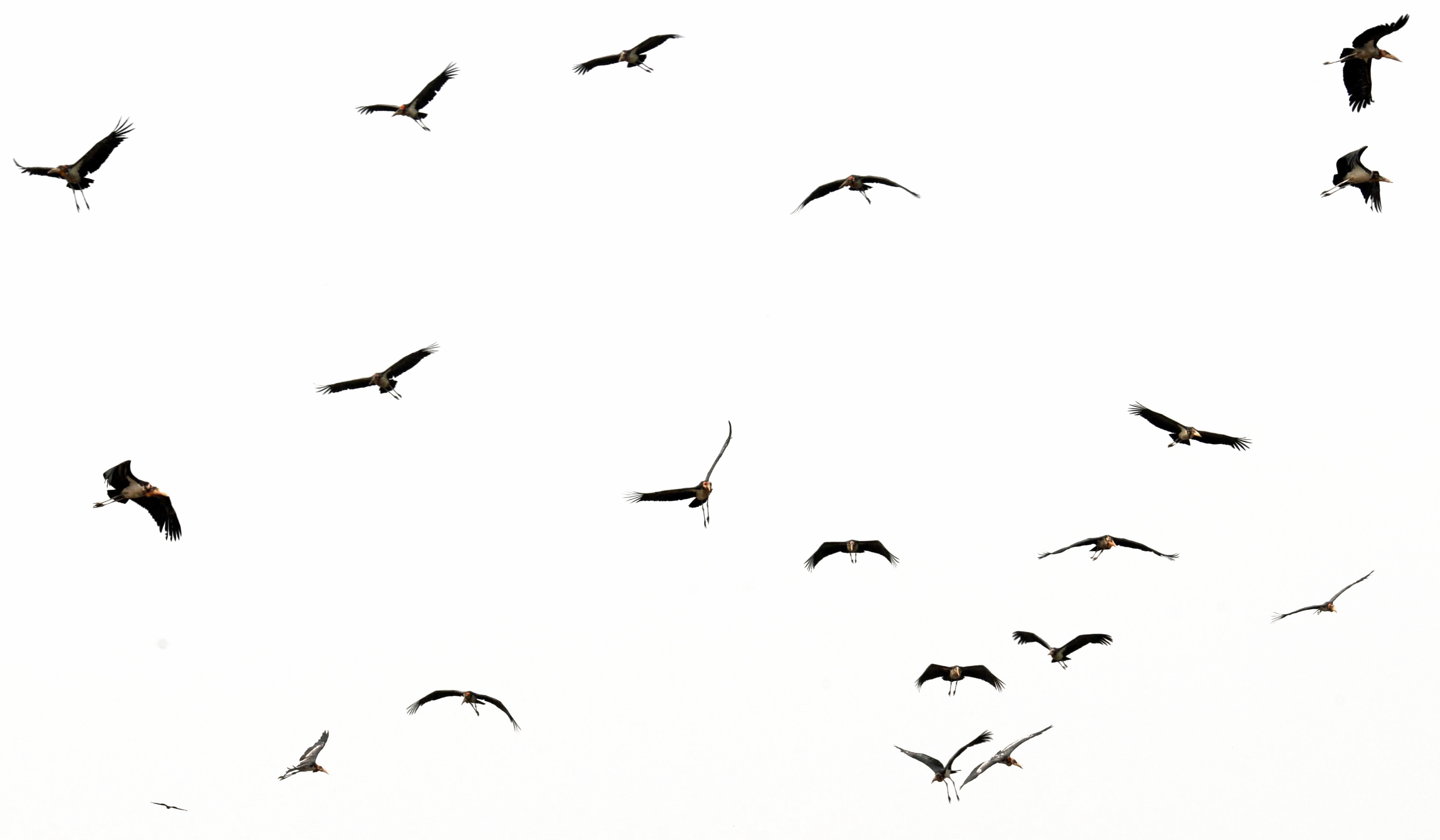 Flying Fondo transparente de pájaro
