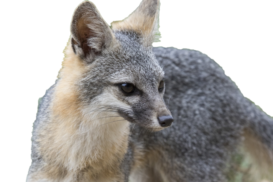 Fox Free Picture PNG