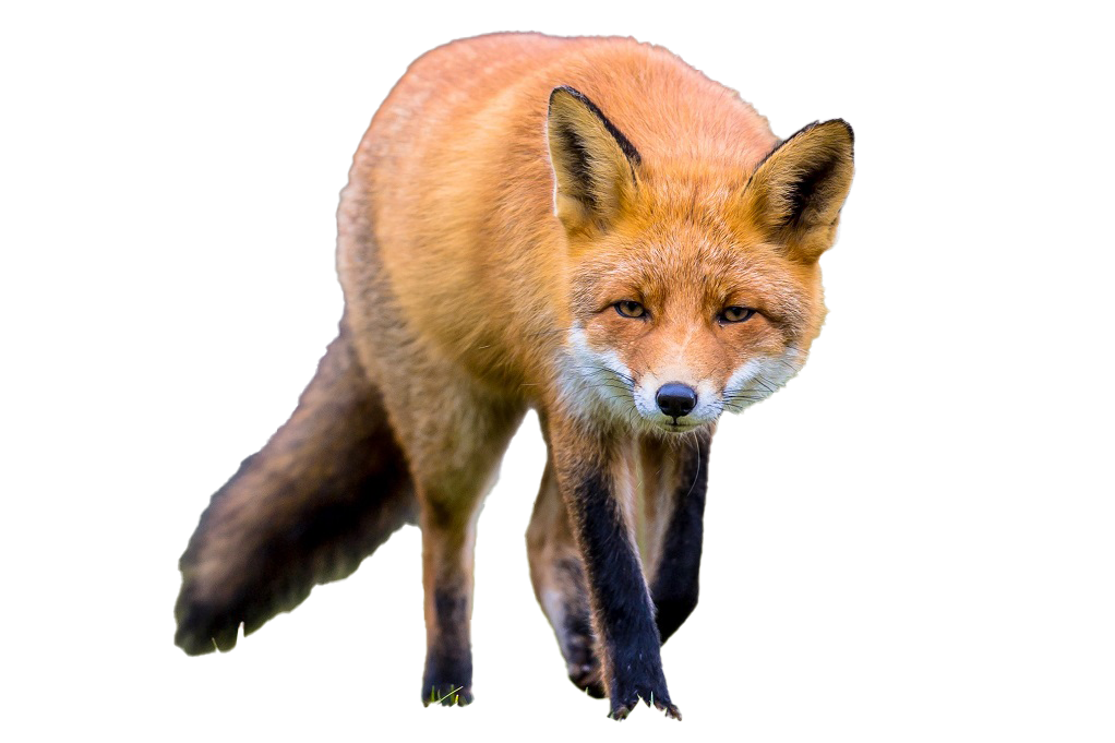 Fox No Background