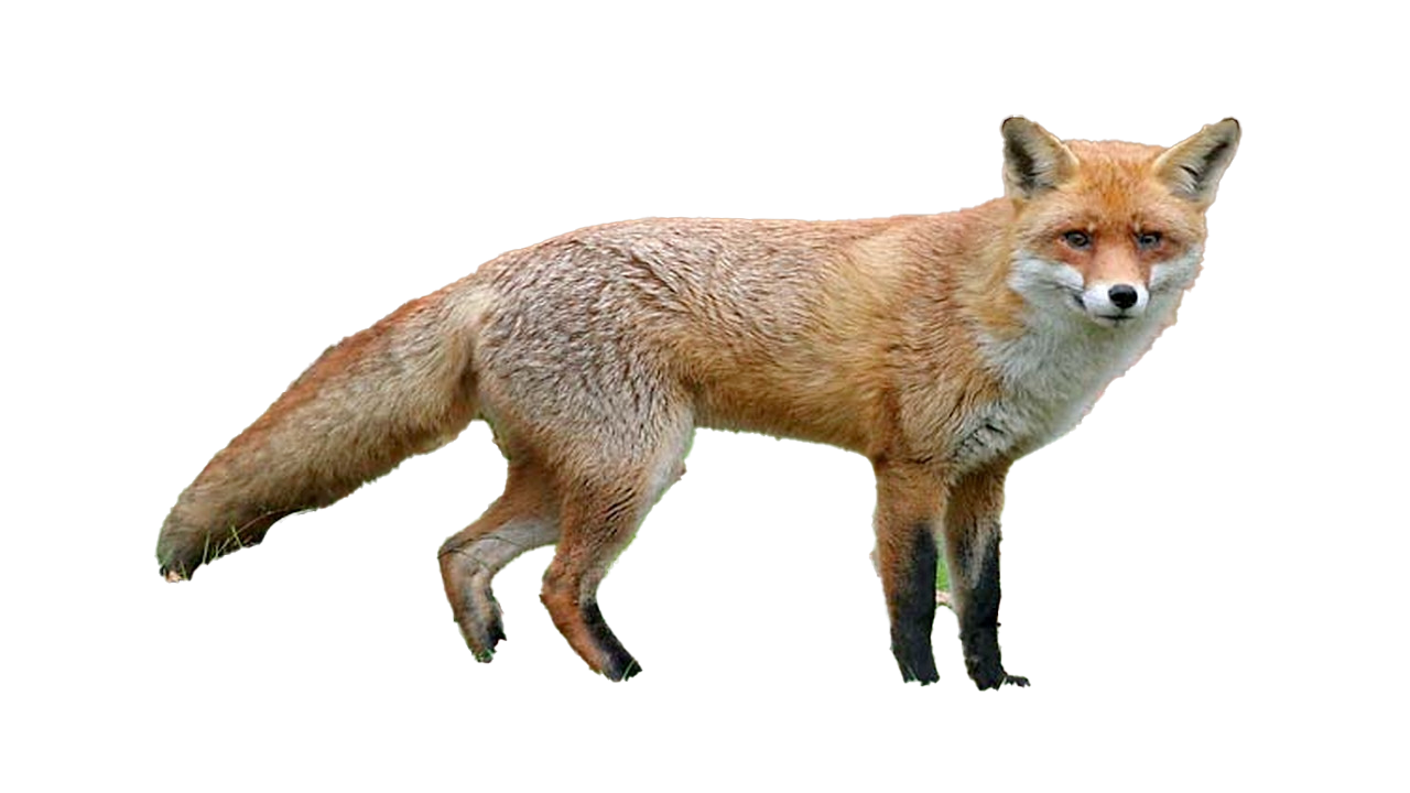Fox PNG Pic Background