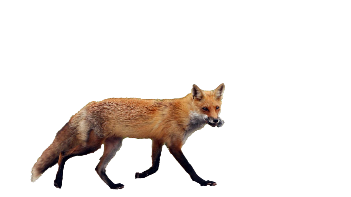 Fox Transparent Image
