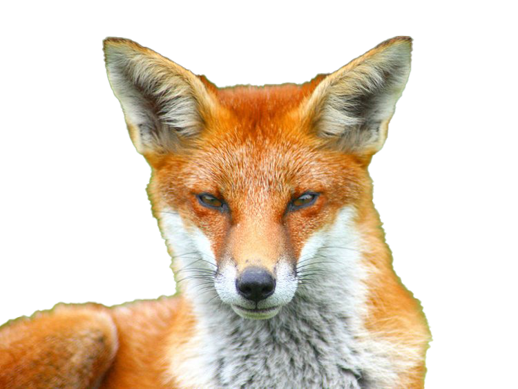 Fox Transparent Images