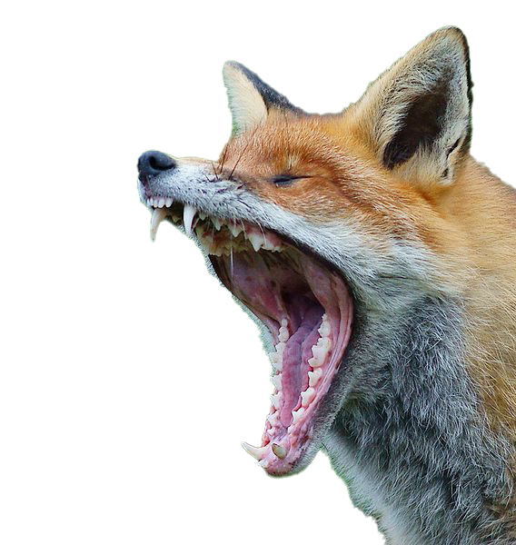 Fox Transparent PNG