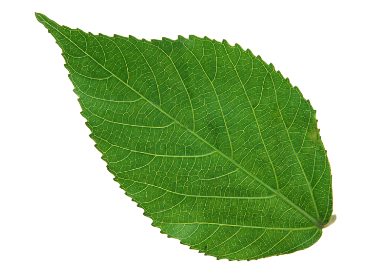 Green Leaves Background PNG Image