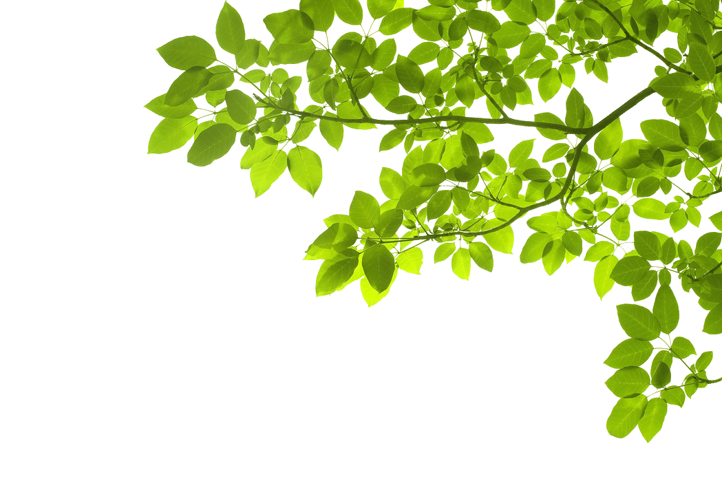 Green Leaves Download Free PNG
