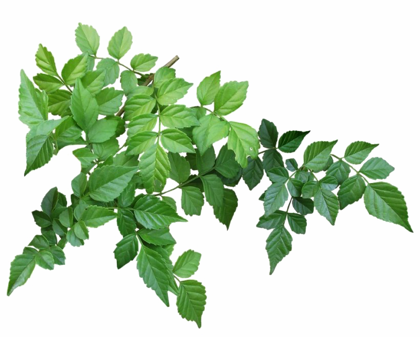 Green Leaves PNG Background