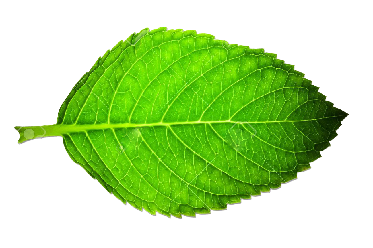 Green Leaves PNG Clipart Background