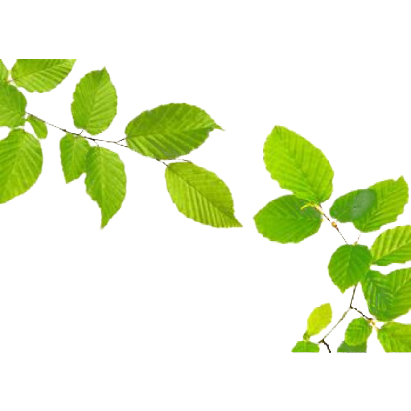 Green Leaves PNG Free File Download