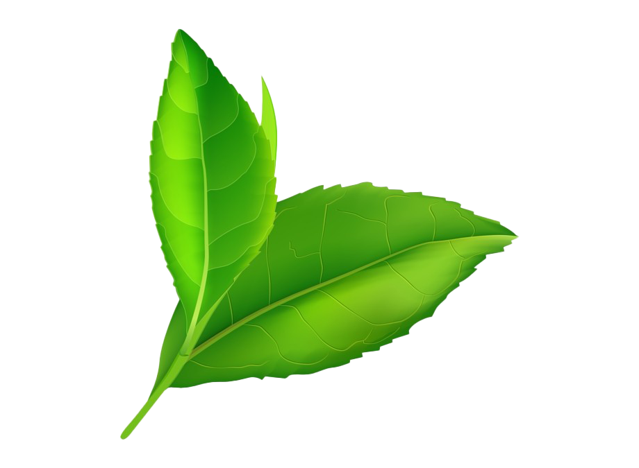 Green Leaves PNG HD Quality